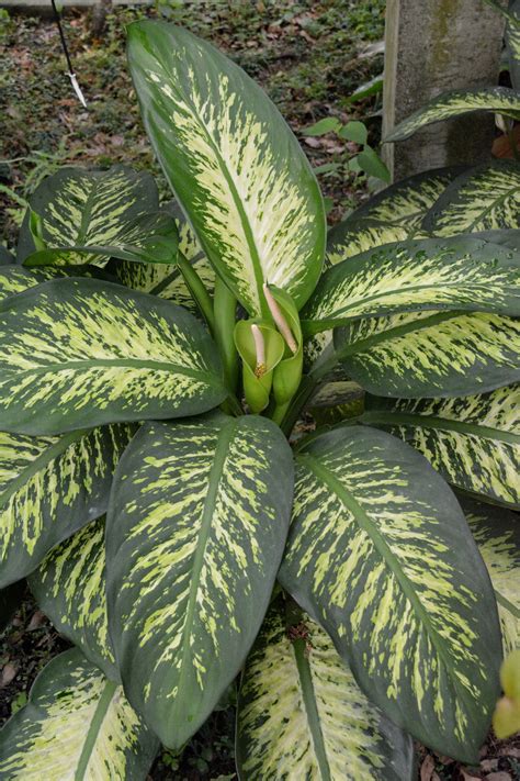 黛粉葉分株|黛粉葉(Dieffenbachia amoena)